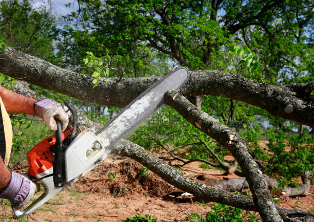 Trusted Jasper, FL Tree Services Experts